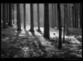 /album/fotogaleria-rozne/priroda04-jpg/