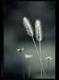 /album/fotogaleria-rozne/priroda10-jpg/
