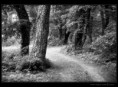 /album/fotogaleria-rozne/priroda13-jpg/